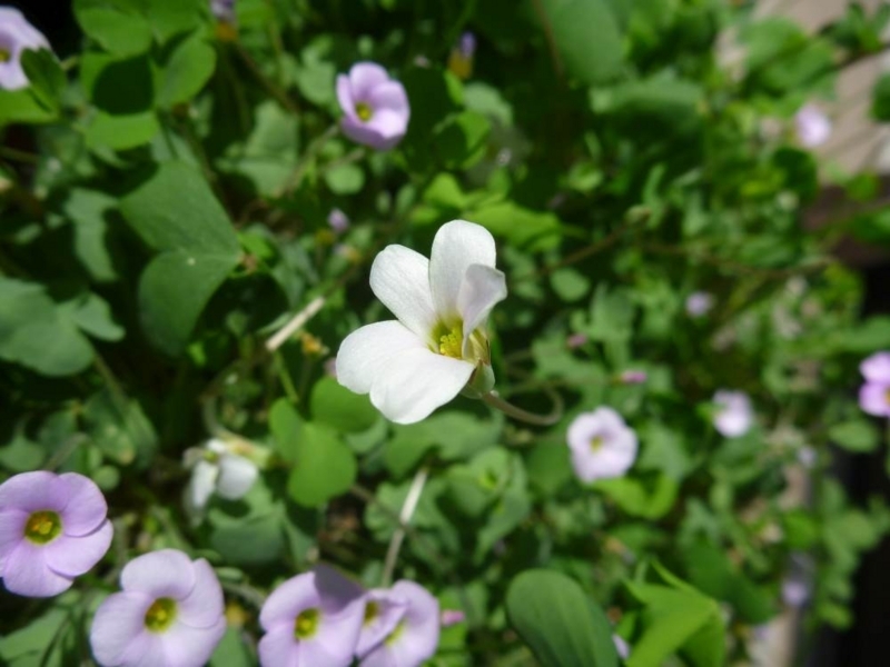 f:id:quick_past:20170913224135j:image:w360