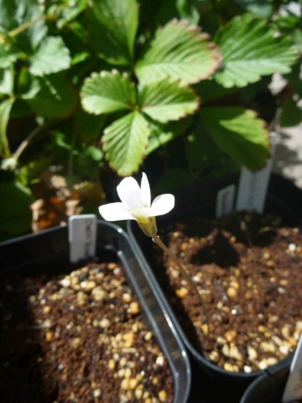 f:id:quick_past:20170913224136j:image:w360