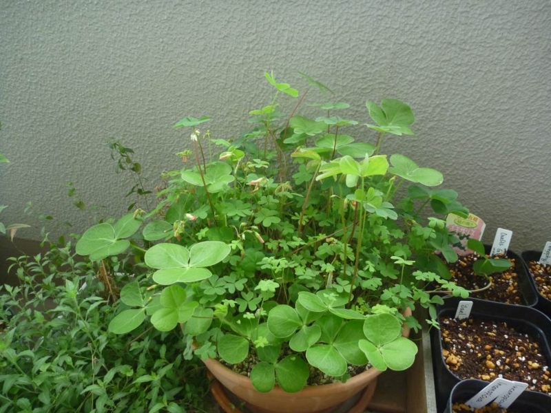 f:id:quick_past:20170916171311j:image:w360