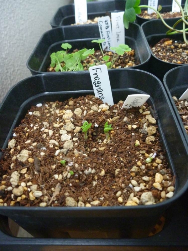 f:id:quick_past:20170916171312j:image:w360