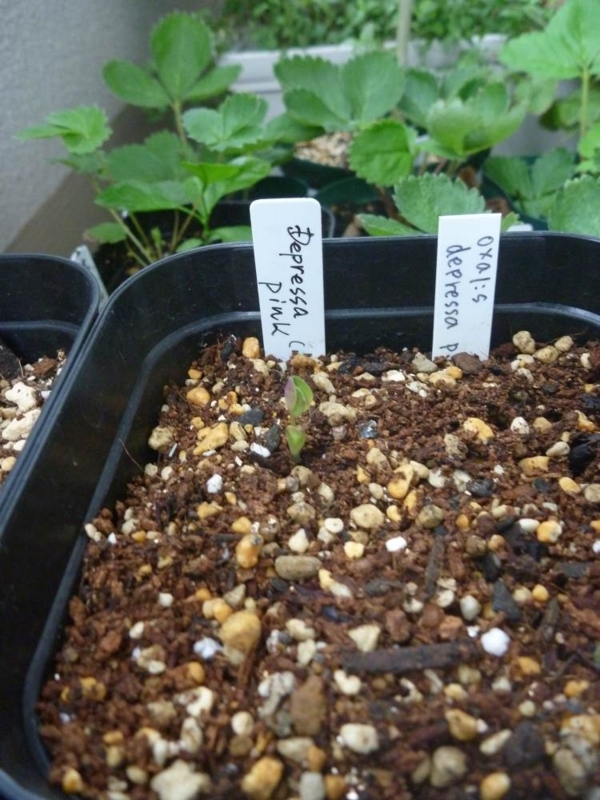 f:id:quick_past:20170916171314j:image:w360