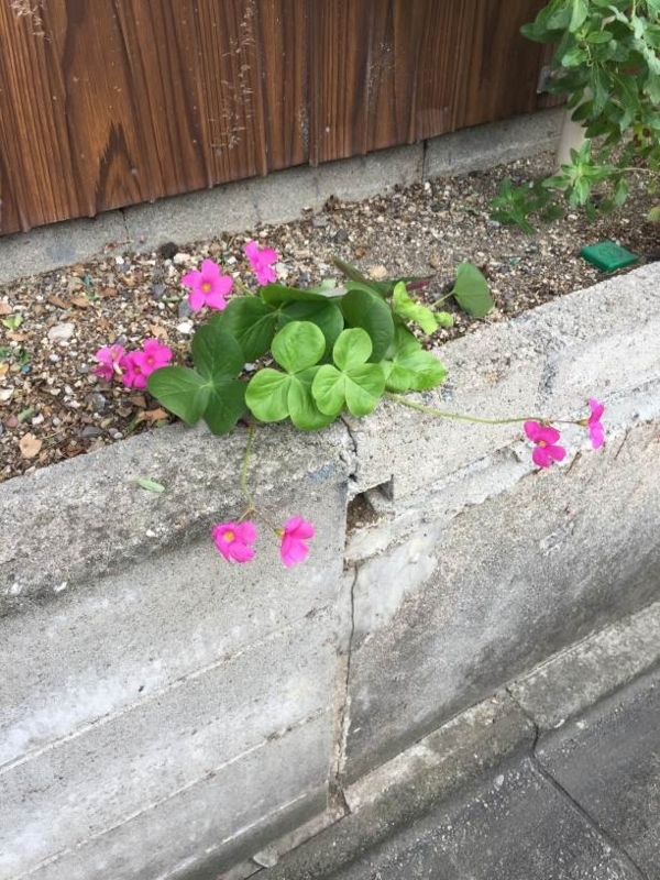 f:id:quick_past:20170919204842j:image:w360