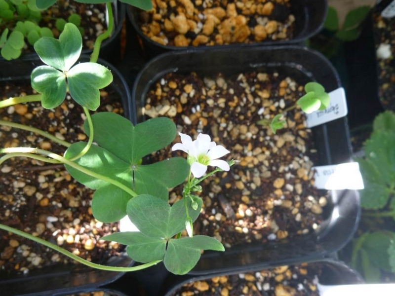 f:id:quick_past:20170919204844j:image:w360