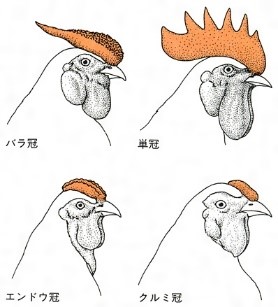 f:id:quizutaikai:20200414202552j:plain