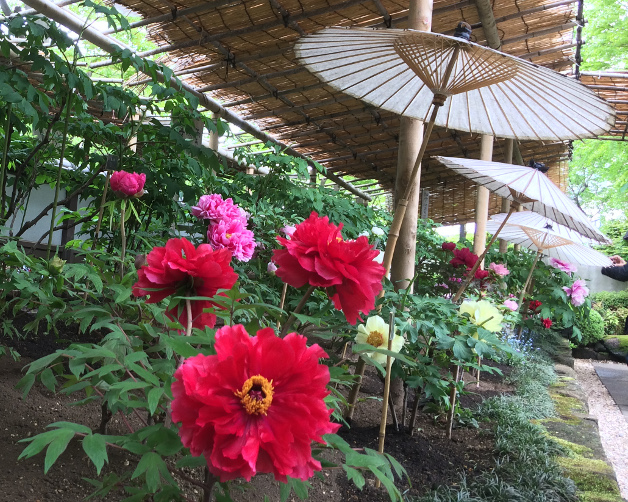 f:id:quo_hitsuji:20190502003749j:plain