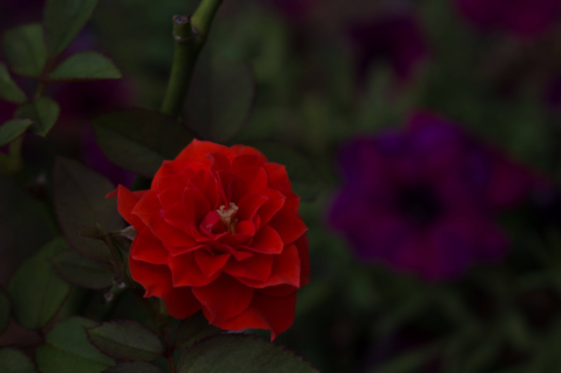 f:id:quoqlishkun:20170211140839j:plain f:id:quoqlishkun:20170211140839j:plain