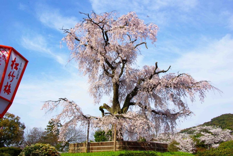 3:54 pm　京都は祇園の丸山公園の画像