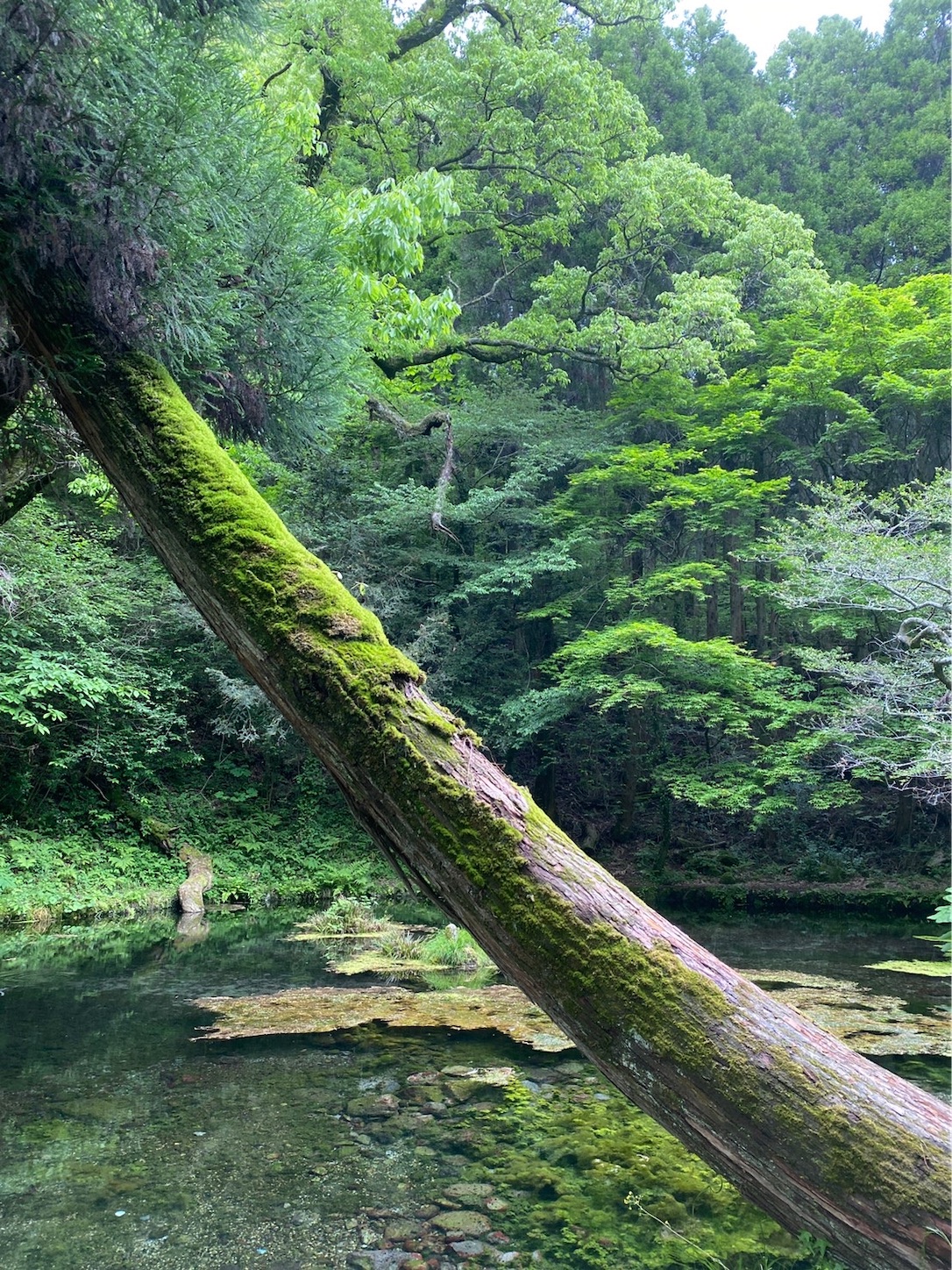 f:id:qwerty0988:20210612195528j:image f:id:qwerty0988:20210612195528j:image