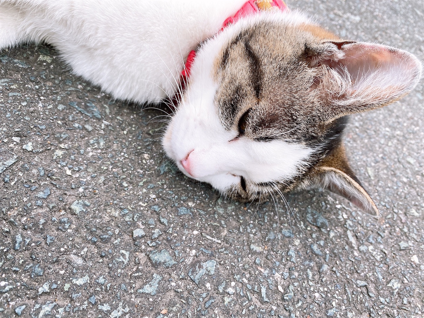 f:id:qwerty0988:20210612195741j:image f:id:qwerty0988:20210612195741j:image