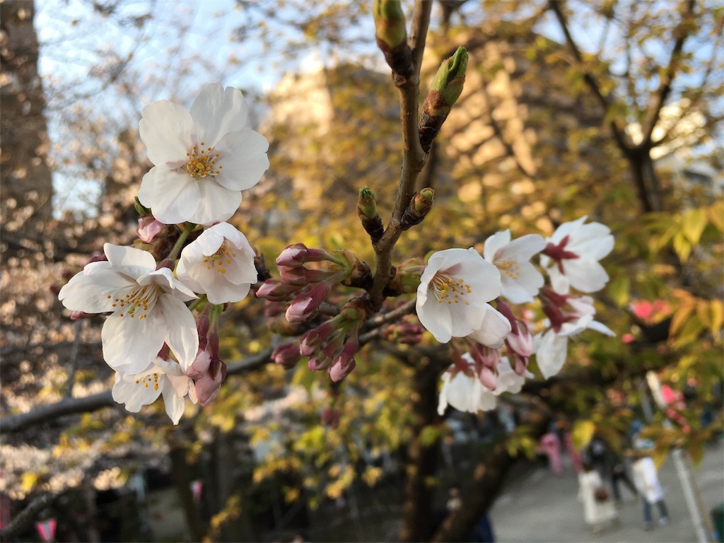 f:id:qxq3611:20170407120335j:image f:id:qxq3611:20170407120335j:image
