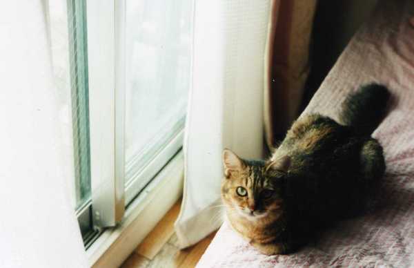 f:id:qyu:20070807072612j:image:w450 f:id:qyu:20070807072612j:image:w450