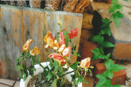 f:id:qyu:20081212102531j:image f:id:qyu:20081212102531j:image