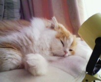 f:id:qyu:20090306120304j:image f:id:qyu:20090306120304j:image