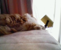 f:id:qyu:20090306120305j:image f:id:qyu:20090306120305j:image