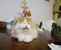 f:id:qyu:20090306120336j:image f:id:qyu:20090306120336j:image