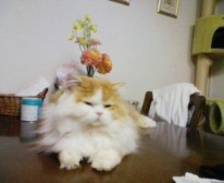 f:id:qyu:20090306120337j:image f:id:qyu:20090306120337j:image