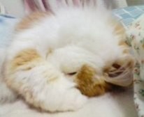 f:id:qyu:20090310184443j:image f:id:qyu:20090310184443j:image