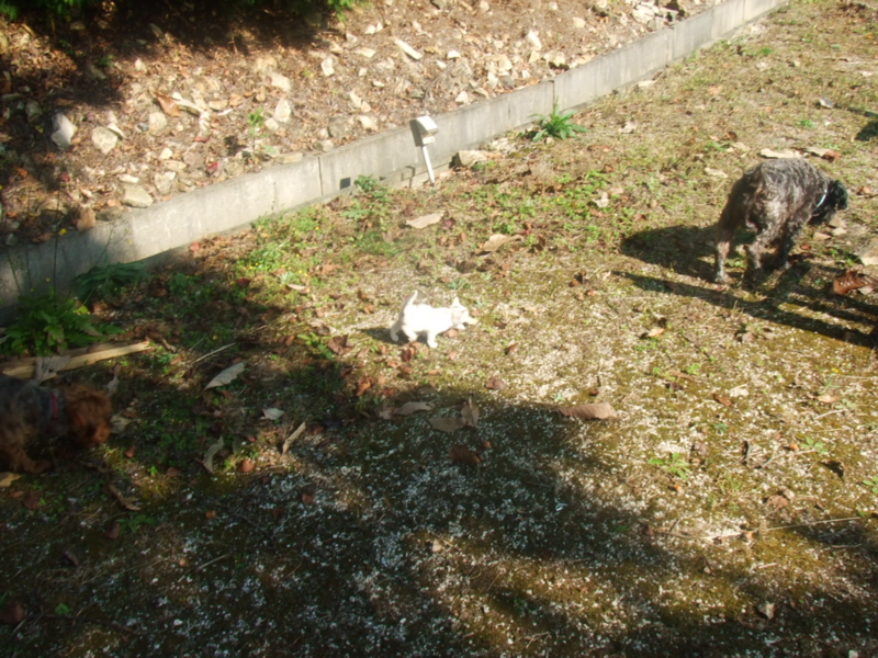 f:id:r-bikou:20091029122031j:image