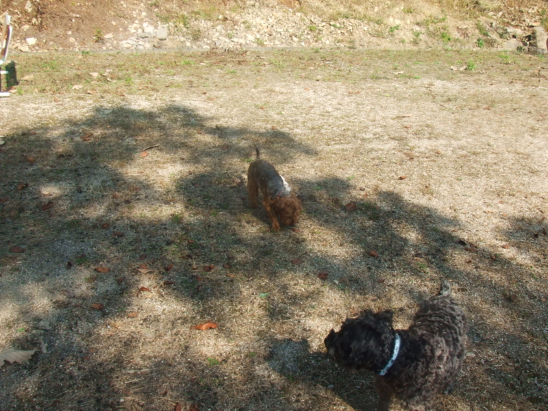 f:id:r-bikou:20091029122212j:image