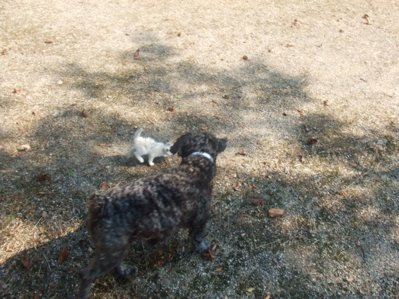 f:id:r-bikou:20091029122216j:image