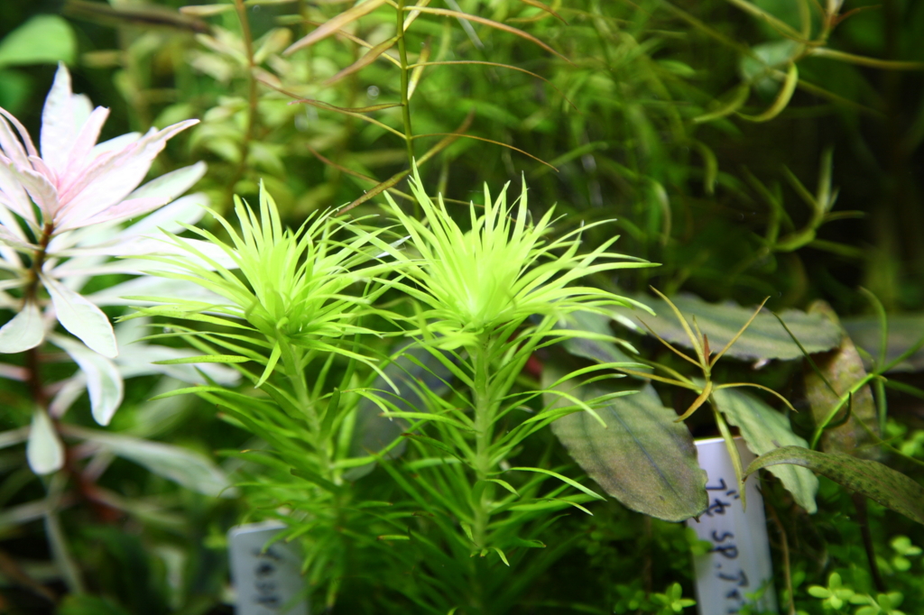 f:id:r-gale:20160618211935j:plain