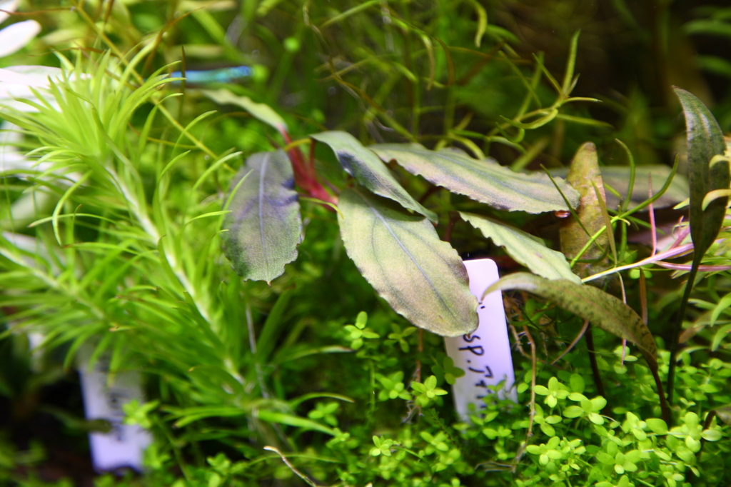 f:id:r-gale:20160618212305j:plain