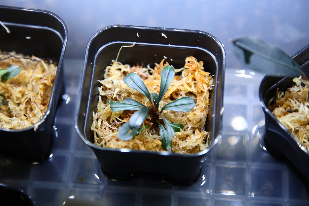 f:id:r-gale:20160618212527j:plain