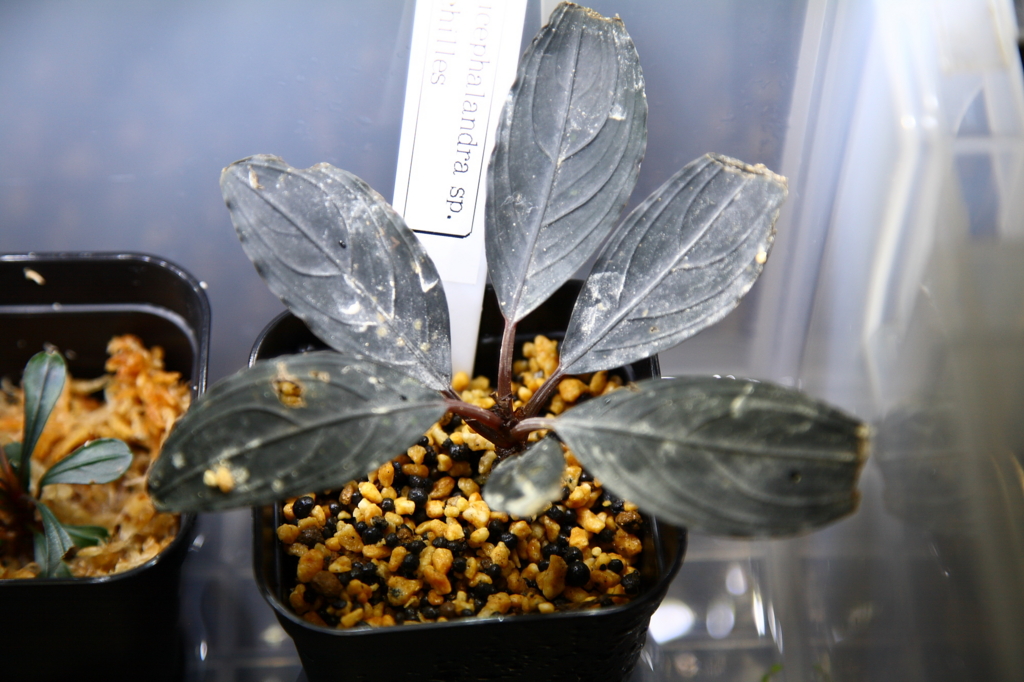 f:id:r-gale:20160618212540j:plain