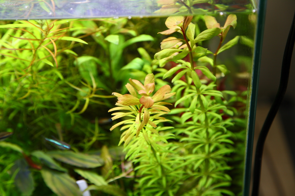 f:id:r-gale:20160618213653j:plain