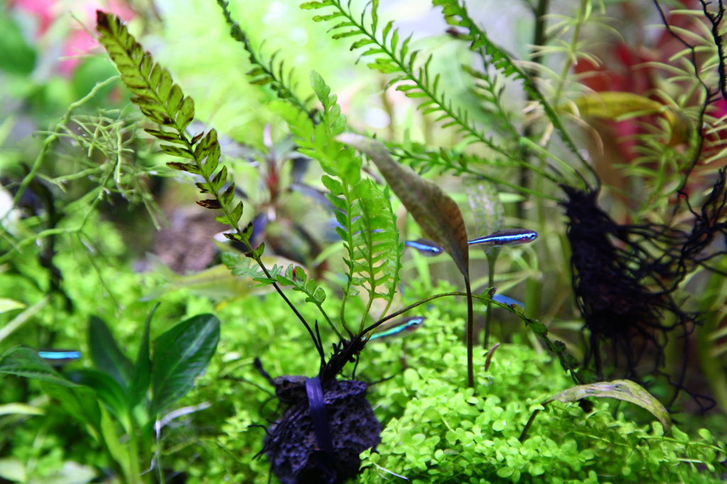 f:id:r-gale:20160717004838j:plain