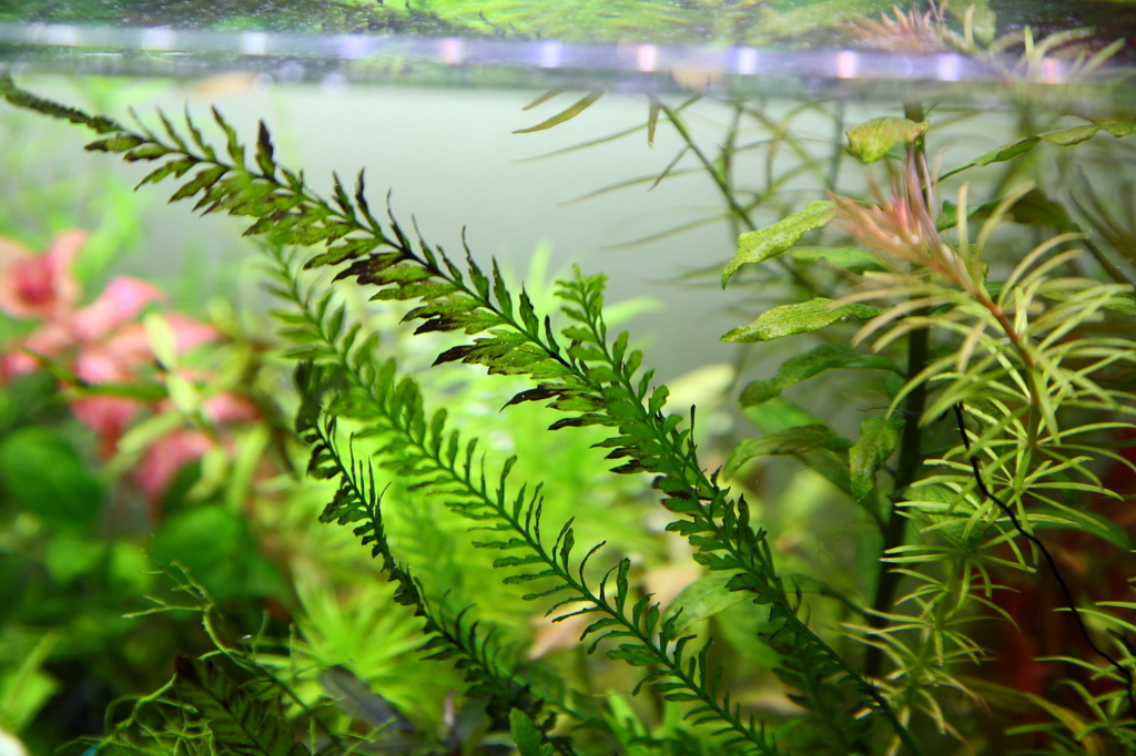 f:id:r-gale:20160717004853j:plain