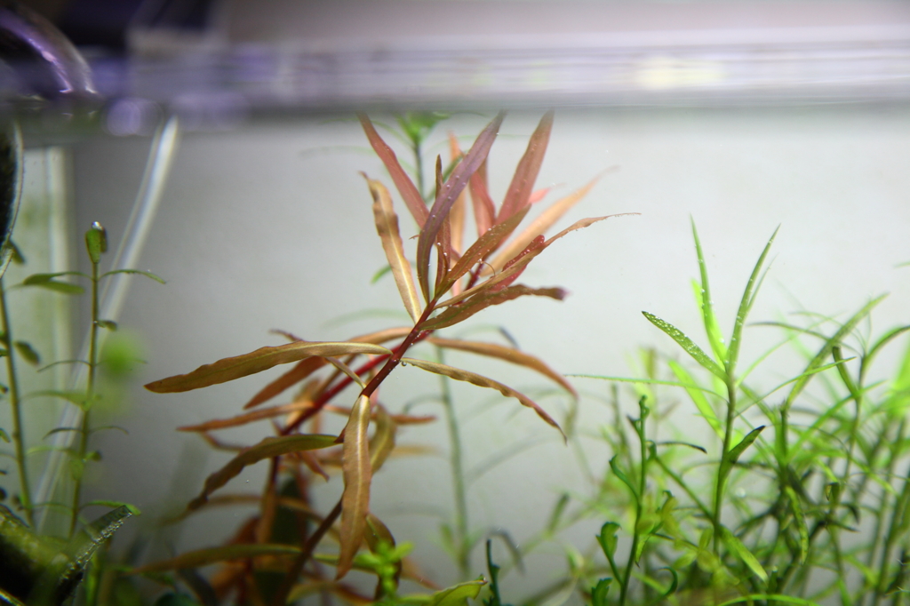 f:id:r-gale:20160717005207j:plain