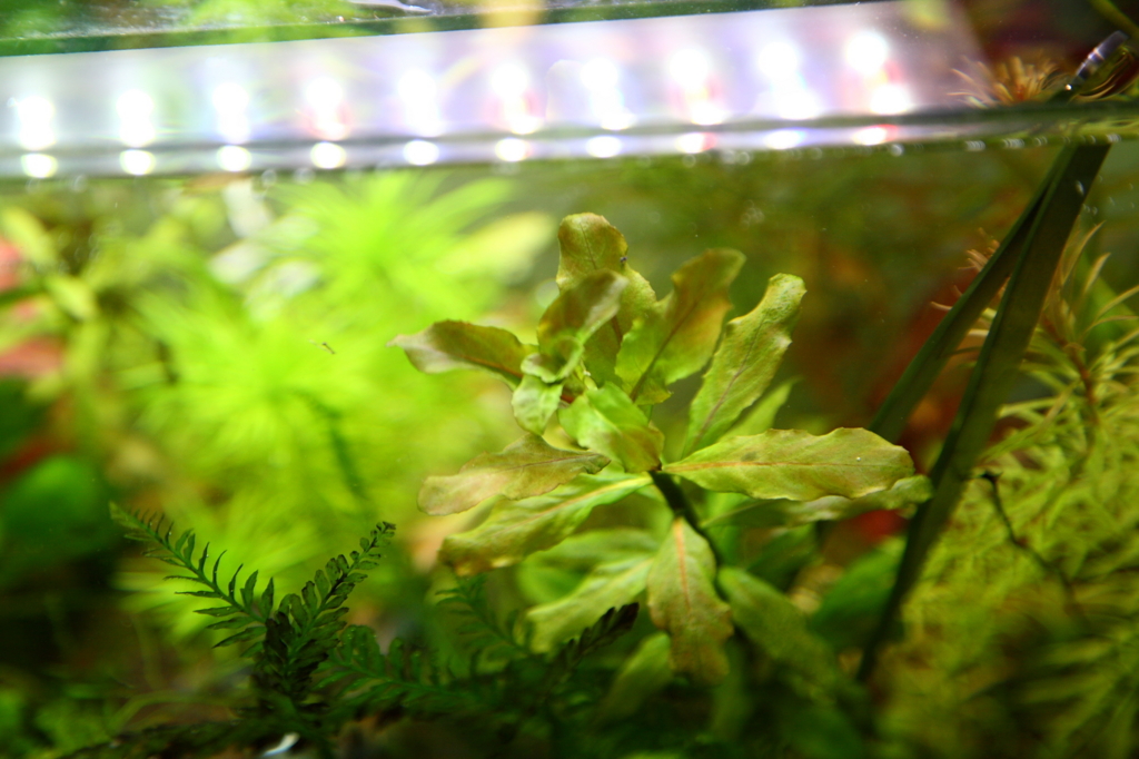 f:id:r-gale:20160717005338j:plain