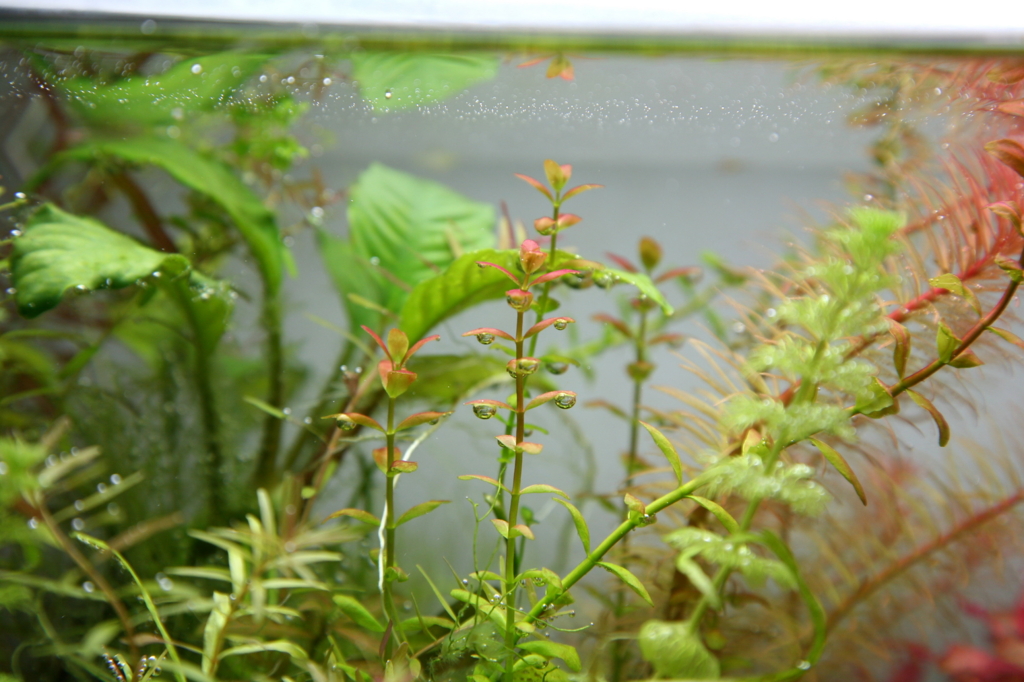 f:id:r-gale:20161026230152j:plain