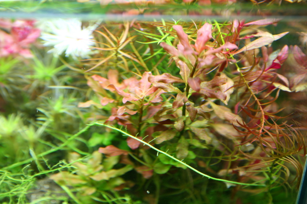 f:id:r-gale:20161026230358j:plain