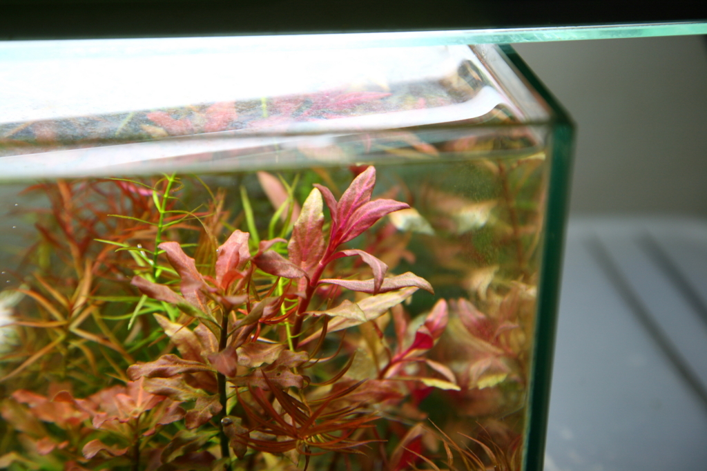 f:id:r-gale:20161026230424j:plain