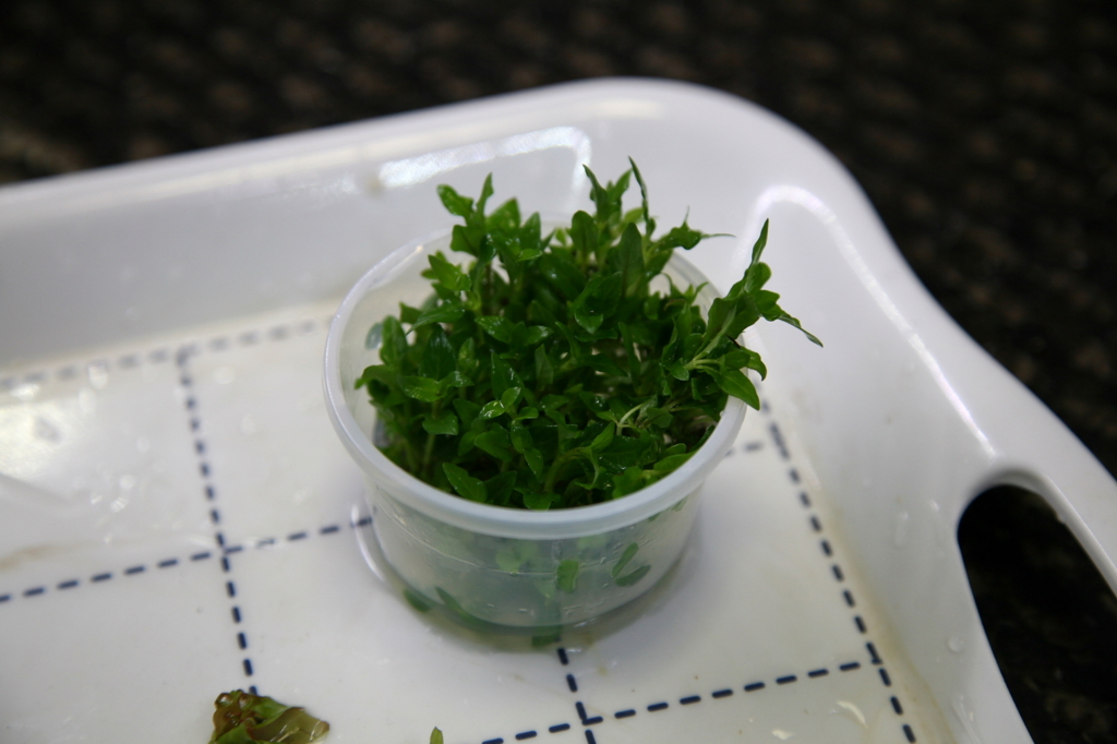 f:id:r-gale:20161225213406j:plain f:id:r-gale:20161225213406j:plain