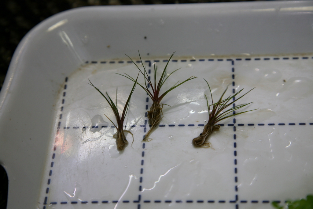 f:id:r-gale:20161225213421j:plain f:id:r-gale:20161225213421j:plain