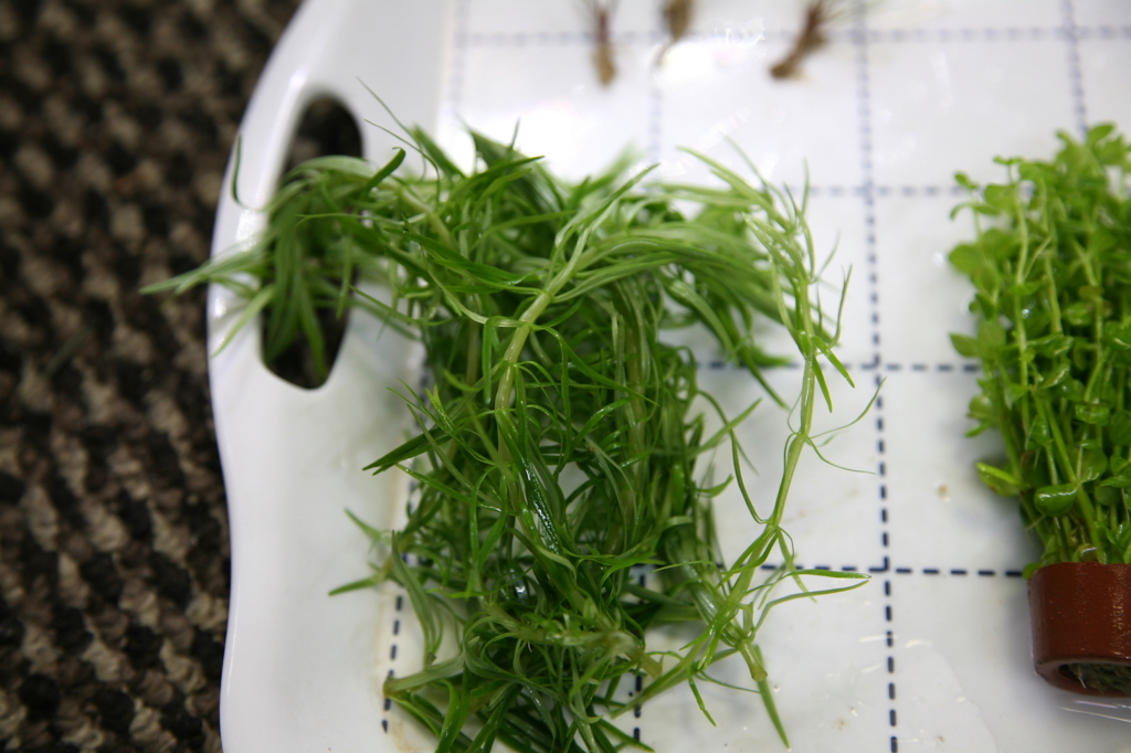 f:id:r-gale:20161225213437j:plain f:id:r-gale:20161225213437j:plain