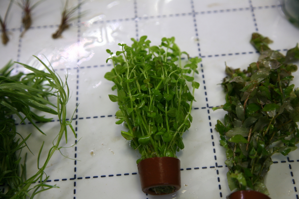 f:id:r-gale:20161225213443j:plain f:id:r-gale:20161225213443j:plain