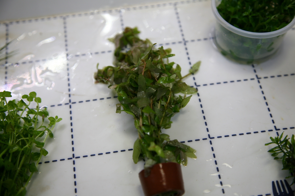 f:id:r-gale:20161225213451j:plain f:id:r-gale:20161225213451j:plain