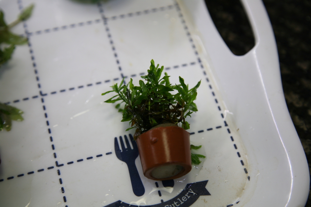 f:id:r-gale:20161225213457j:plain f:id:r-gale:20161225213457j:plain