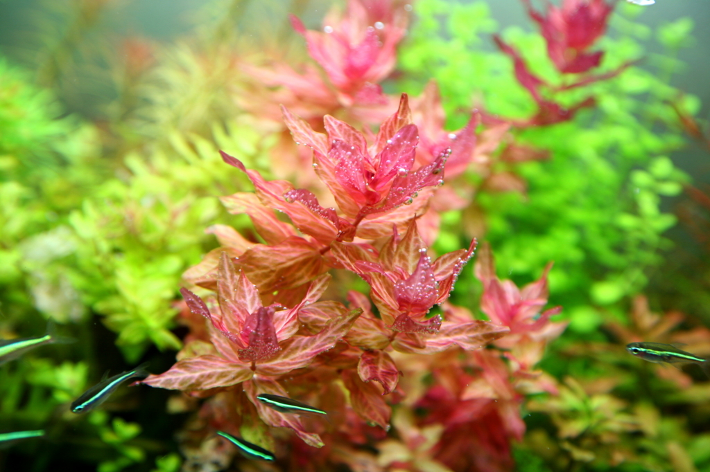 f:id:r-gale:20170110203714j:plain f:id:r-gale:20170110203714j:plain