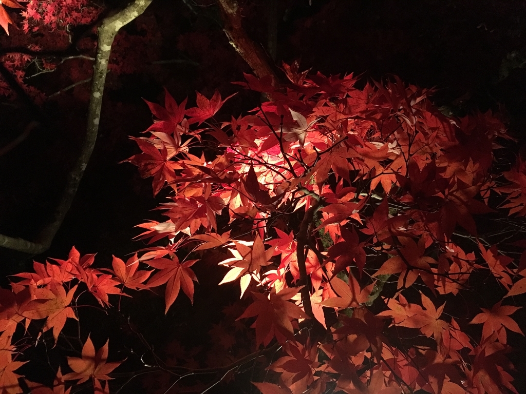 f:id:r-relax:20181116124332j:plain f:id:r-relax:20181116124332j:plain
