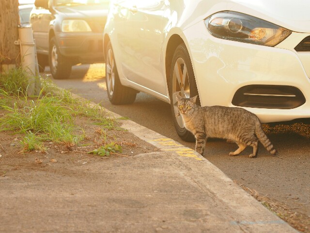 ハワイ オアフ島の猫を探して カカアコへ 日々のこと