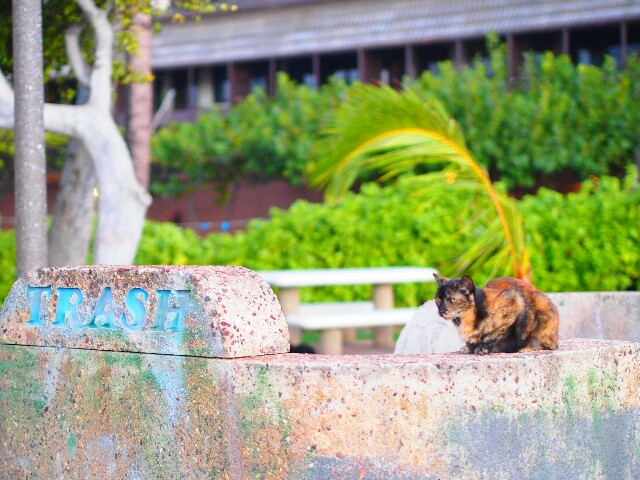 ハワイ・オアフ島の猫を探して、カカアコへ - 日々のこと