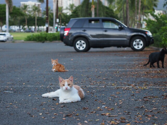 ハワイ・オアフ島の猫を探して、カカアコへ - 日々のこと