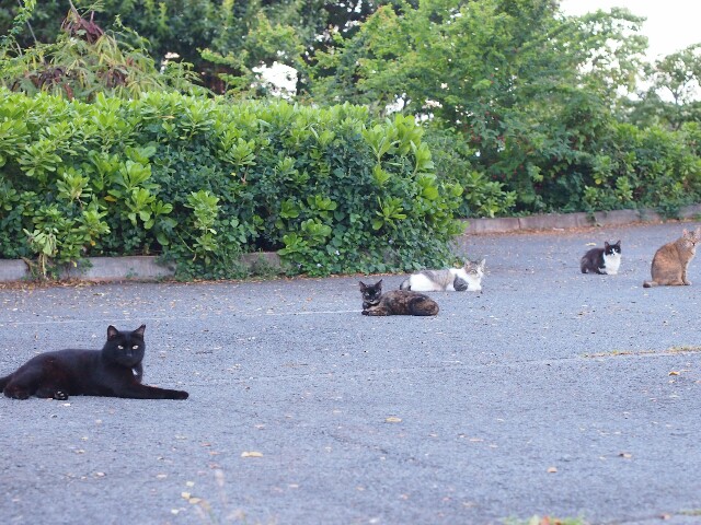 ハワイ・オアフ島の猫を探して、カカアコへ - 日々のこと