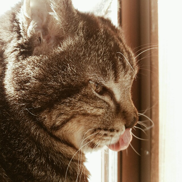 f:id:r-taro:20180103091257j:plain