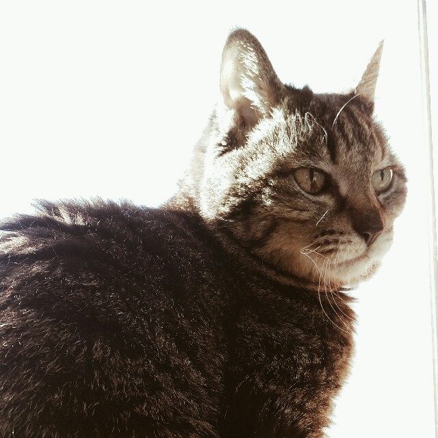 f:id:r-taro:20180103091416j:plain